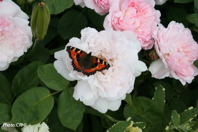 Eglantyne my favorite rose. Photo: Camilla Hesby Johnsen